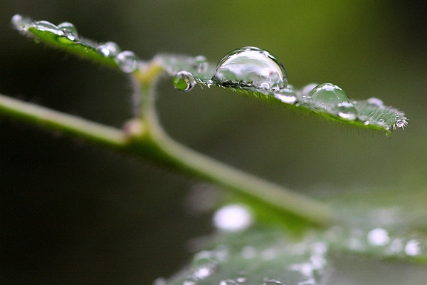 2)Water drops (40D_0377_2 NeatImage).jpg